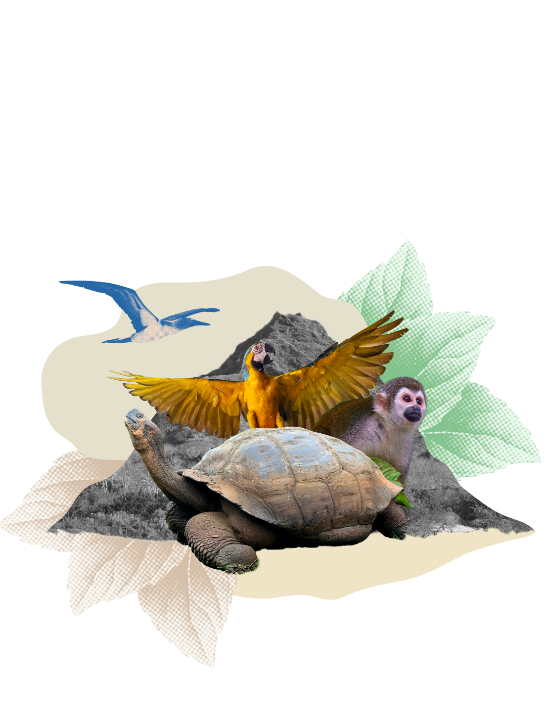 Combine-galapagos-and-amazon