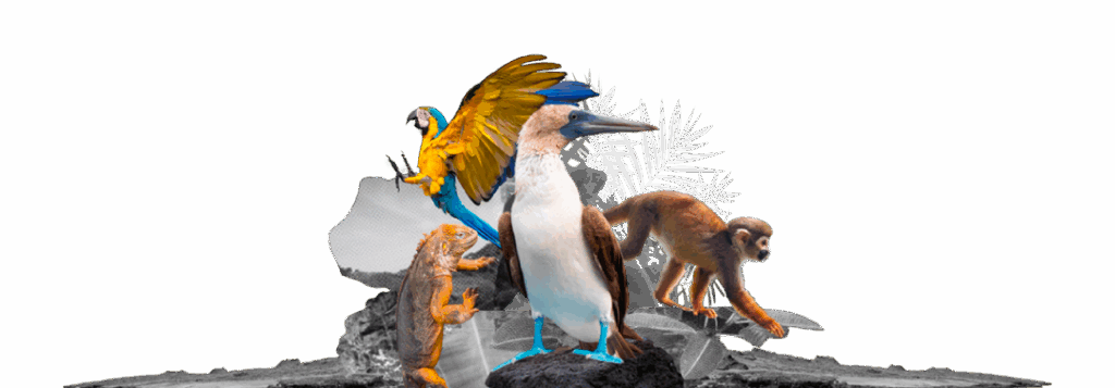 - golden experiences and travel in ecuador illustration