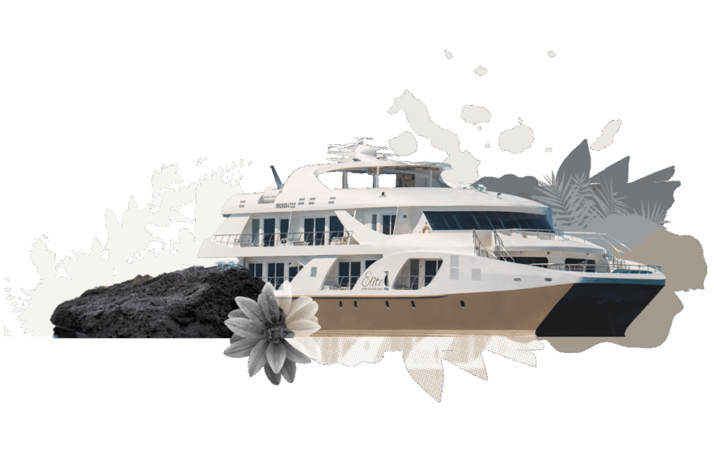 - golden experiences and travel in ecuador illustration