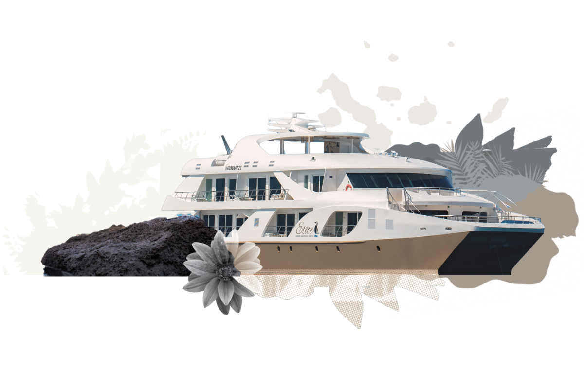 - golden experiences and travel in ecuador illustration